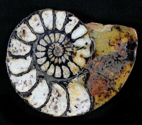 Iron Replaced Ammonite Fossil (Half) #23552